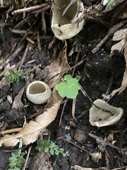Tarzetta cupularis