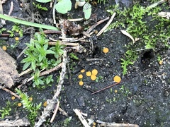 Ramsbottomia asperior