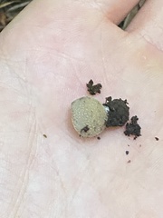 Tarzetta cupularis