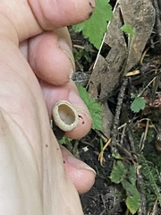Tarzetta cupularis
