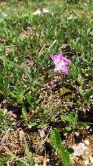Dianthus sternbergii