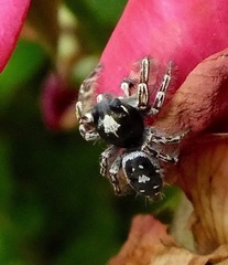 Phidippus putnami