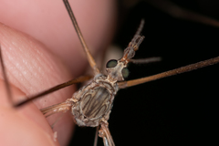 Tipula scripta