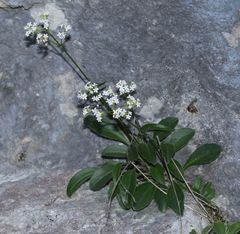 Valeriana saxatilis