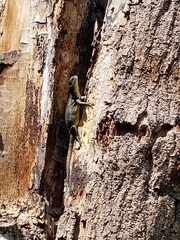 Sceloporus grammicus