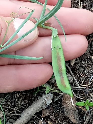 Lathyrus clymenum image