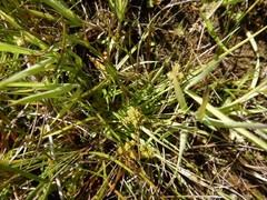 Carex viridula viridula