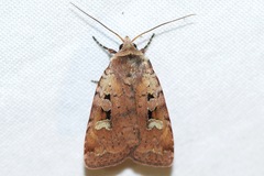 Diarsia jucunda