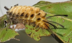 Euchromia folletii