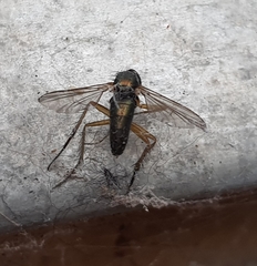 Rhagio scolopaceus