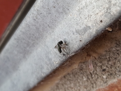 Rhagio scolopaceus