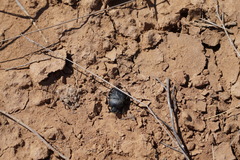 Gymnopleurus mopsus