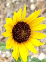 Helianthus petiolaris