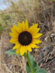 Helianthus petiolaris
