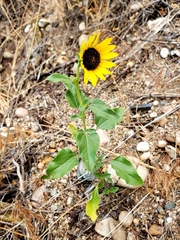 Helianthus petiolaris