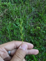 Elymus interruptus