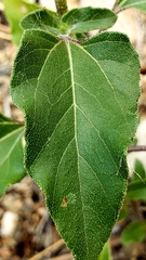 Helianthus petiolaris