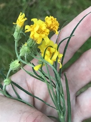 Hieracium umbellatum filifolium