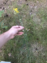Hieracium umbellatum filifolium