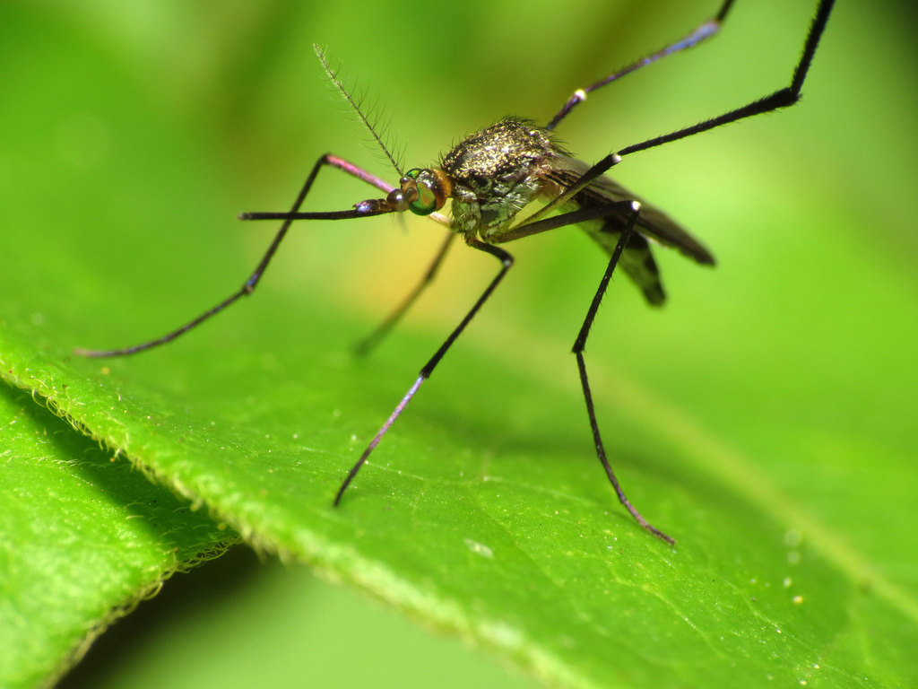 White-footed Woods Mosquito