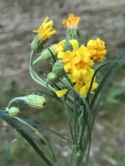 Hieracium umbellatum filifolium
