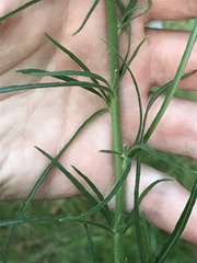 Hieracium umbellatum filifolium