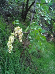 Fraxinus dipetala