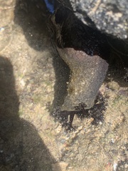 Holothuria cinerascens