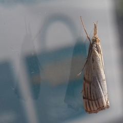 Chrysocrambus