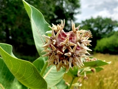 Asclepias speciosa