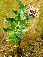 Asclepias speciosa