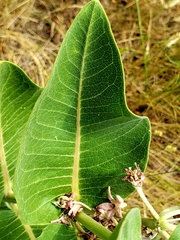 Asclepias speciosa