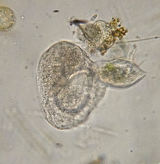 Peritrichia
