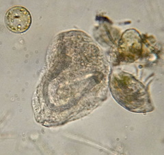 Peritrichia