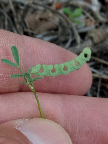Image of Hippocrepis unisiliquosa by (c) Karim Haddad, some rights reserved (CC BY)