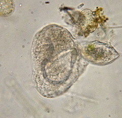 Peritrichia