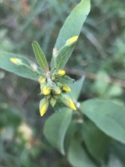 Lysimachia vulgaris