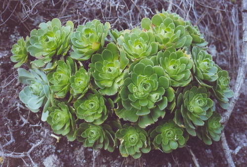 Aeonium ×lambii image