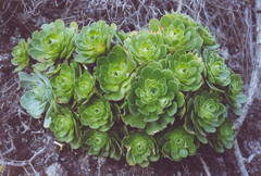 Image of Aeonium ×lambii
