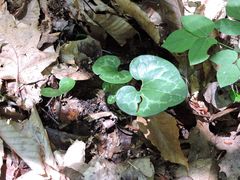 Hexastylis virginica