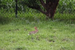 Sylvilagus floridanus