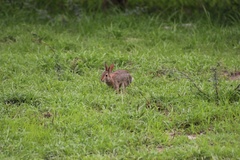 Sylvilagus floridanus