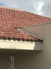 Passer domesticus