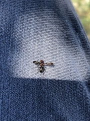 Tritoxa