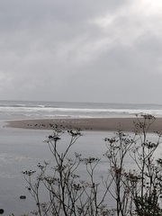 Chroicocephalus maculipennis