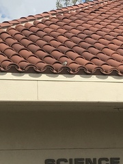 Passer domesticus