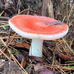 Russula paludosa