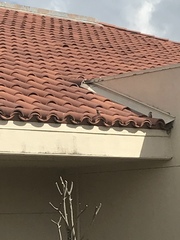 Passer domesticus