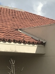 Passer domesticus