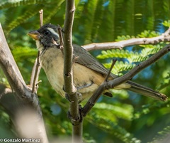 Saltator aurantiirostris